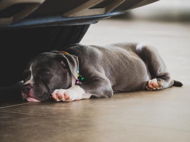 Things You Should Know About the American Bully